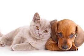 Помощь животным 100 рублей