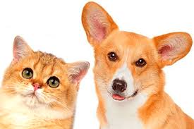 Помощь животным 10 рублей